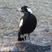 Australasian Magpie