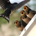 Barn Swallow