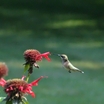 Ruby-throated Hummingbird