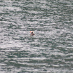 Tufted Puffin