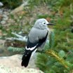 Clark's Nutcracker