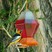 Bullock's Oriole