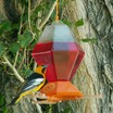 Bullock's Oriole