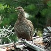 Sharp-tailed Grouse