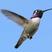 Costa's Hummingbird
