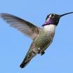 Costa's Hummingbird