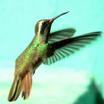 Xantus's Hummingbird