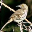 Gray Thrasher