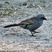 Apostlebird