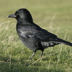 Carrion Crow
