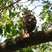 I spotted this Red-tailed Hawk while visiting the Planting Fields Arboretum in NY. Back View