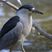 Black-crowned Night-Heron