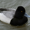 Lesser Scaup