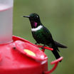 Purple-throated Woodstar