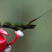 Booted Racket-tail