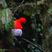 Andean Cock-of-the-rock