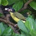 Australian Figbird