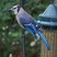 Blue Jay