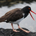 American Oystercatcher