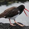 American Oystercatcher