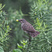 Common Cactus-Finch