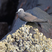 Brown Noddy