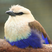 Blue-bellied Roller