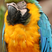 Blue-and-yellow Macaw