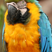 Blue-and-yellow Macaw
