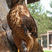Broad-winged Hawk
