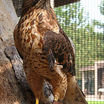 Broad-winged Hawk