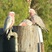 Galah