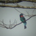 Black Bee-eater