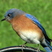 Eastern Bluebird