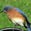 Eastern Bluebird