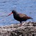 American Oystercatcher