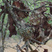 Black-chinned Hummingbird