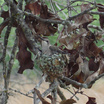 Black-chinned Hummingbird