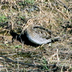 Common Snipe
