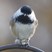 Black-capped Chickadee