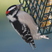 Downy Woodpecker