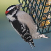 Downy Woodpecker