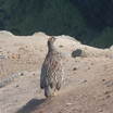 Erckel's Francolin