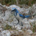 Florida Scrub-Jay Florida Scrub-Jay
