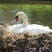Mute swan on nest