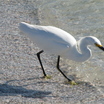 Snowy Egret