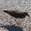 Ruddy Turnstone