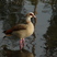 Egyptian Goose