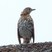 Mistle Thrush