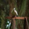 African Collared-Dove